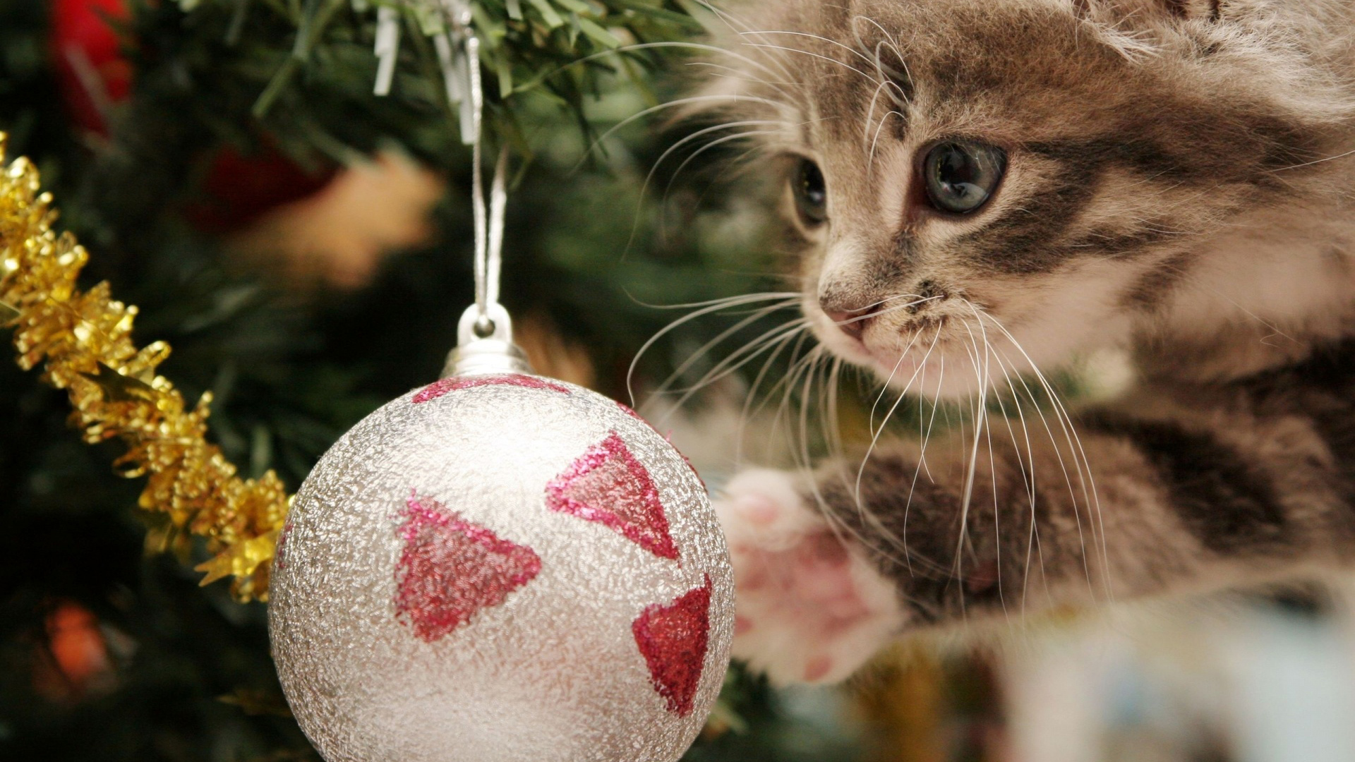 Christmas Wallpaper Cute Kitten