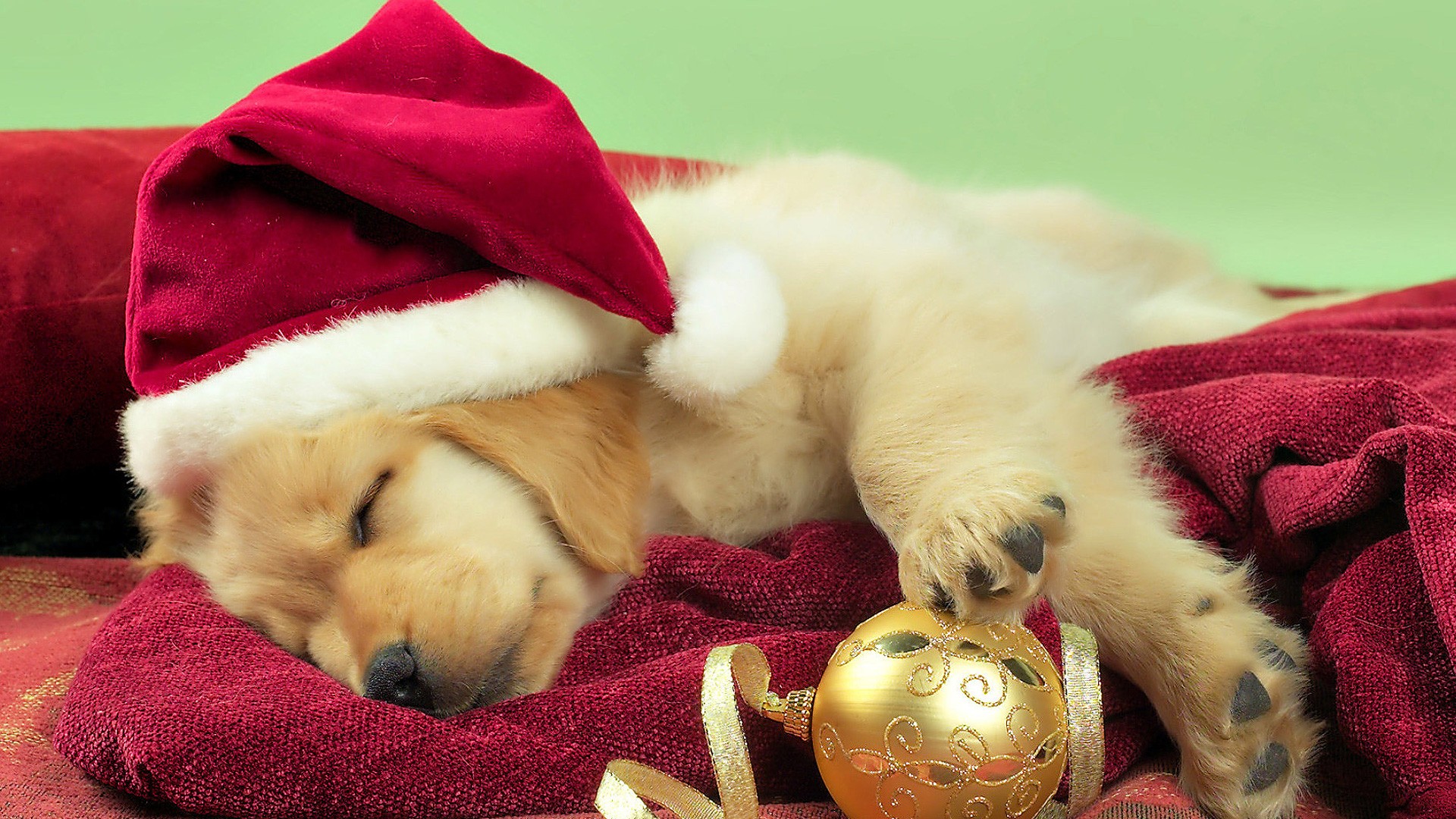 Christmas Wallpaper Dog