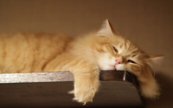 It’s Good to Be Lazy