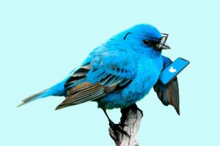 Why you should embed Twitter feed on your website?