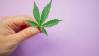Fun facts about Cannabis — 5 things to know