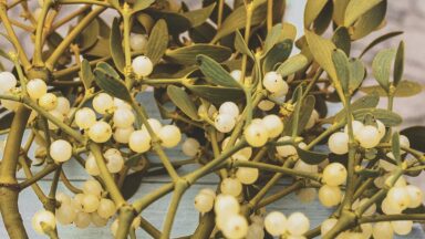 Legends and superstitions about Mistletoe and the Christmas tree