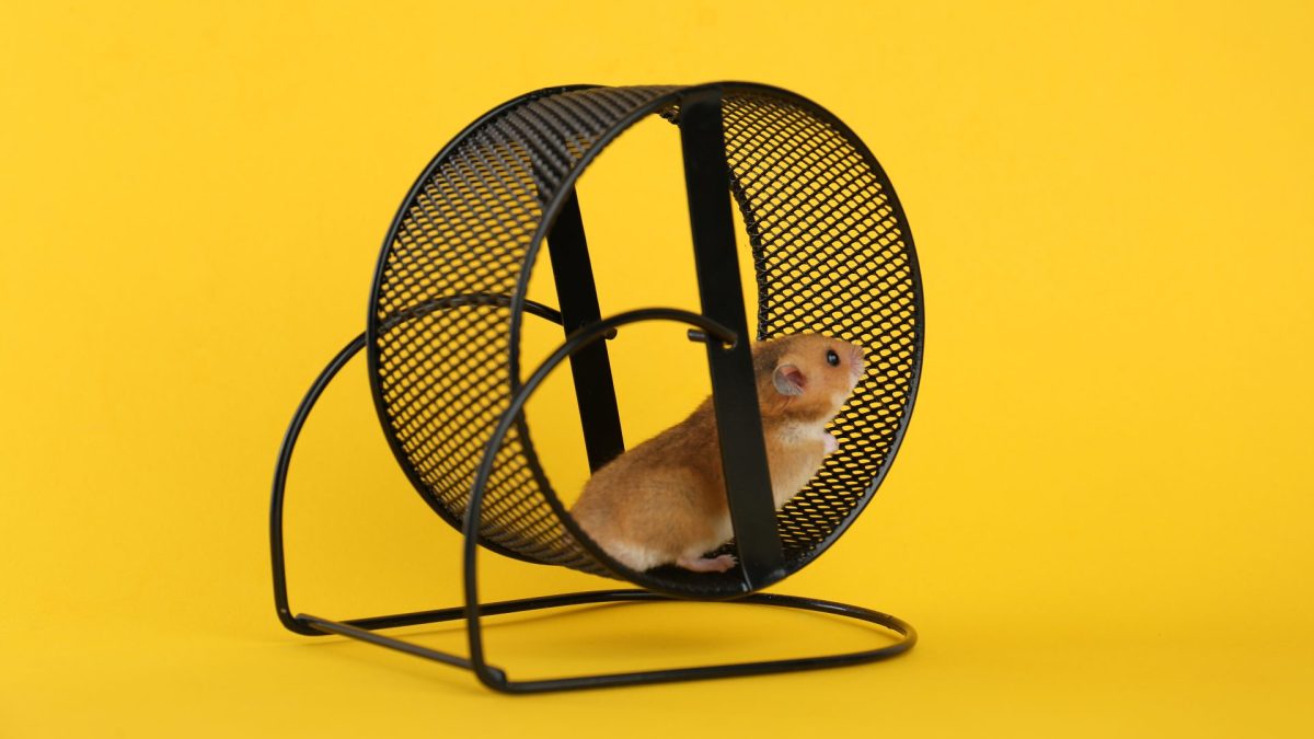 Hamster on a wheel